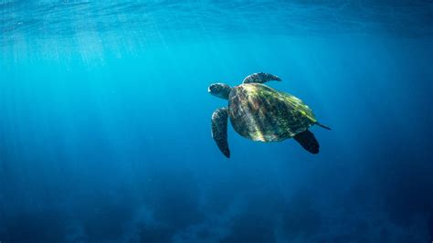 Turtle Bay for Windows .